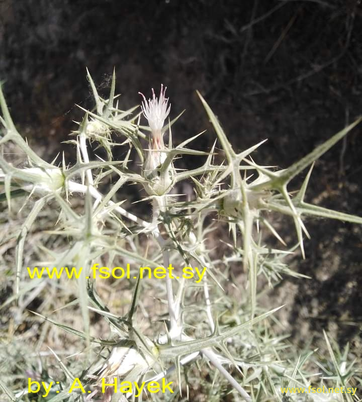 Carthamus nitidus Boiss.